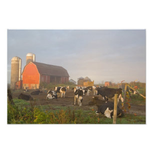 Holstein melkkoeien buiten een schuur bij zonsopga foto afdruk