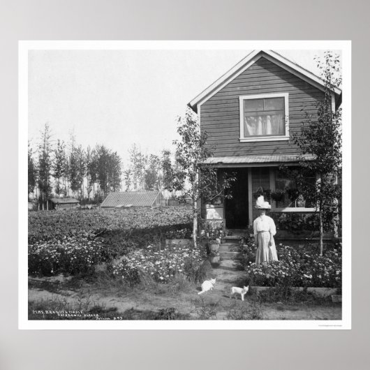 Home Cats Fairbanks Alaska 1916 Poster (Voorkant)