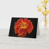Home Gros Marigold Cartes de voeux (Fleur jaune)