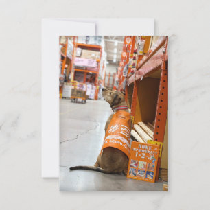 Home Verbetering Kostuumboek Funny Dog Fotokaart Bedankkaart