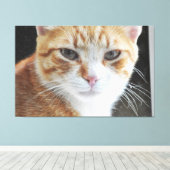 Homeless cat behind the window . canvas afdruk (Insitu (Houten vloer))