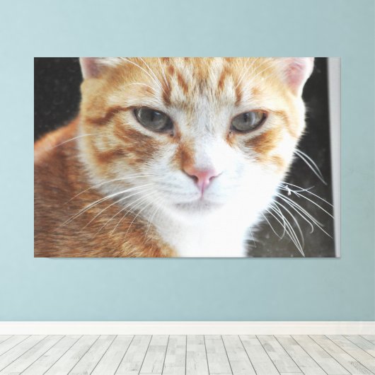 Homeless cat behind the window . canvas afdruk (Insitu (Houten vloer))