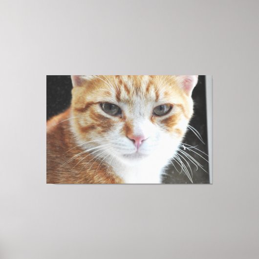 Homeless cat behind the window . canvas afdruk (Voorkant)