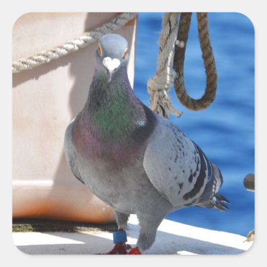 Homepduif Vierkante Sticker (Voorkant)