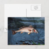 Homer - Channel Bass, Florida Briefkaart (Voorkant / Achterkant)