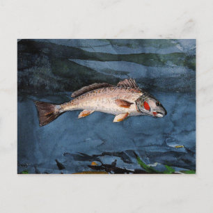 Homer - Channel Bass, Florida Briefkaart