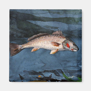 Homer - Channel Bass, Florida, Magneet