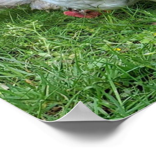 Homestead, kippen in een rij natuurlijk plezier. poster (Hoek)