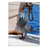 Homing Pigeon (Devant)