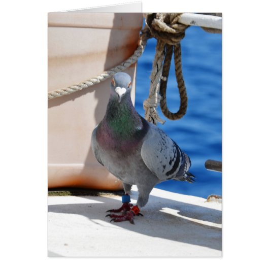 Homing Pigeon (Devant)