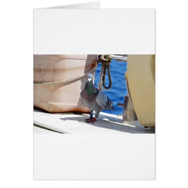 Homing Pigeon (Devant)