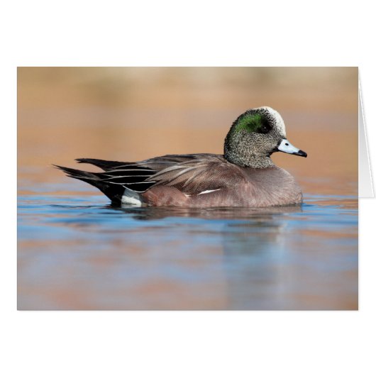 Homme American Wigeon (Devant horizontal)