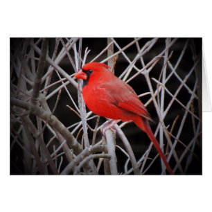 Homme Cardinal Rouge - Oiseau