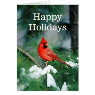 Homme du Cardinal du Nord sur l'arbre, IL