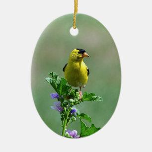 Homme Goldfinch Ornement