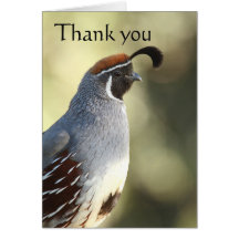 Homme Quail, merci