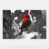 Homme Scarlet Tanager (Recto)
