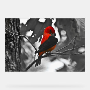 Homme Scarlet Tanager