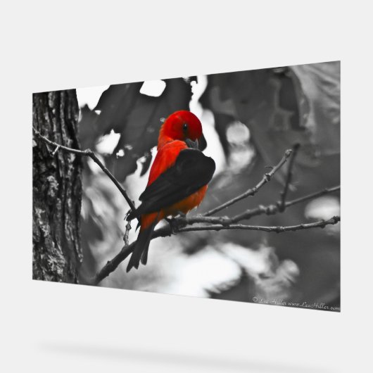 Homme Scarlet Tanager (Angle)
