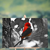 Homme Scarlet Tanager (Neutre)