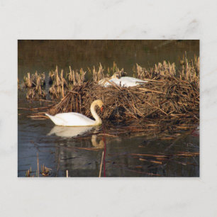 Homme Swan Surveille Sa Carte Postale
