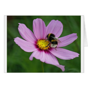 hommel