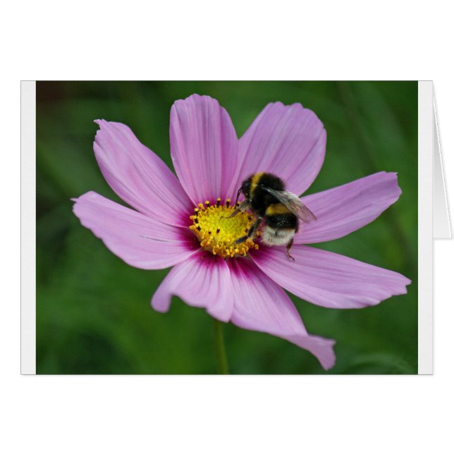 hommel (Voorkant Horizontaal)