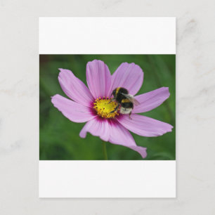 hommel briefkaart