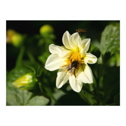 Hommel en witte dahlia foto afdruk (Voorkant)