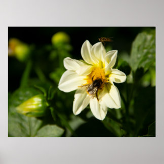 Hommel en witte dahlia foto poster