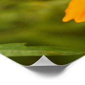 Hommels op een gele cosmos poster (Hoek)