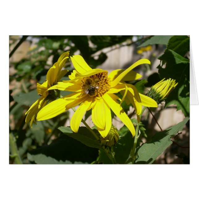 hommeltje op een zonnebloem (Voorkant Horizontaal)