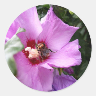 Hommeltje op hibiscusbloem ronde sticker