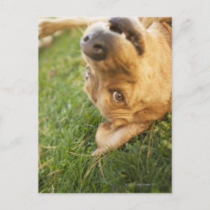 Hond aan de achterkant briefkaart