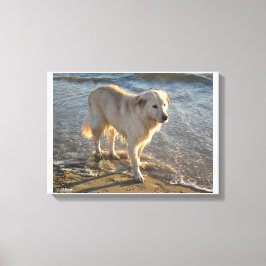 Hond aan de kust canvas afdruk