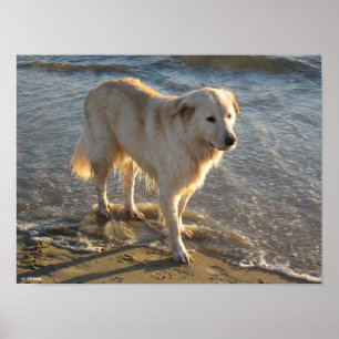 Hond Aan De Kust Poster