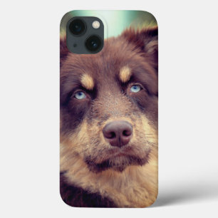Hond, Australische herder, huisdier iPhone 13 Hoesje