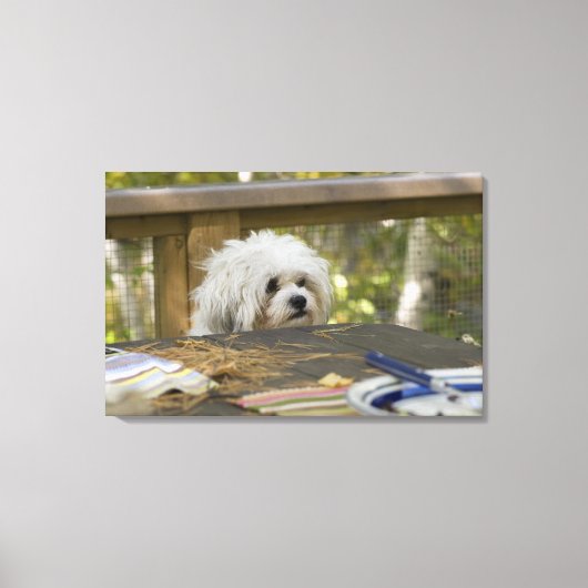 Hond bij picknicktafel canvas afdruk (Voorkant)
