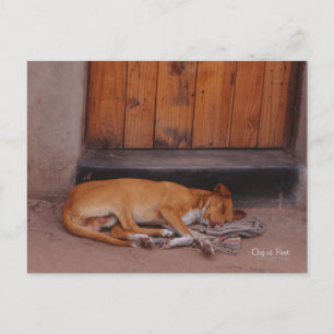 Hond bij Rest briefkaart