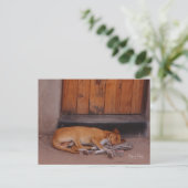 Hond bij Rest briefkaart (Staand voorkant)