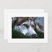 hond briefkaart (Voorkant / Achterkant)