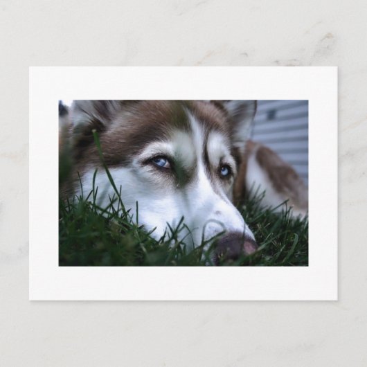 hond briefkaart (Voorkant)