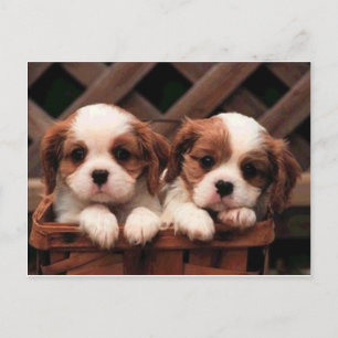 hond briefkaart