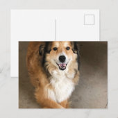 Hond Briefkaart (Voorkant / Achterkant)