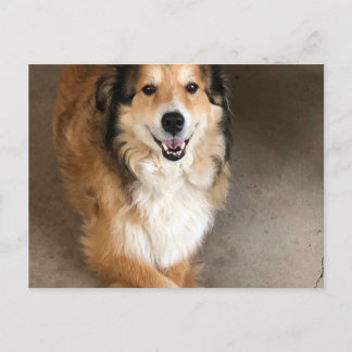 Hond Briefkaart