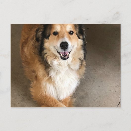 Hond Briefkaart (Voorkant)