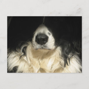 Hond close-up briefkaart