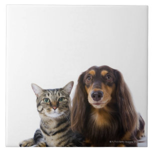 hond (Dachshund) en kat (Japanse kat) op wit Tegeltje