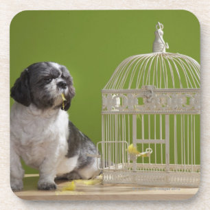 Hond dicht bij een vogelkooi bier onderzetter