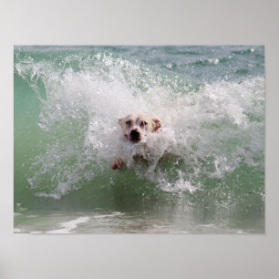 Hond die door oceaangolf rent, Branding, Strand Poster